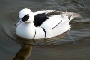 Smew