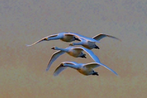Whooper Swans