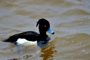 Tufted Duck