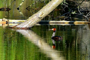 Great Crested Grebe