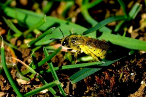 Mining Bee