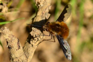 Bee Fly
