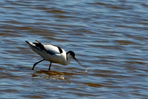 Avocet