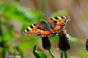 Small Tortoiseshell