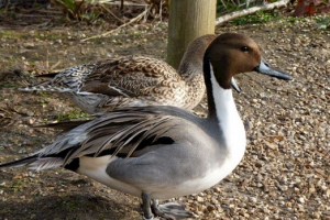 Pintail