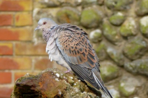 Turtle Dove