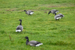 Brent Geese