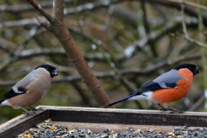 Bullfinch email and male