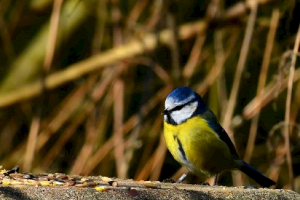 Blue Tit