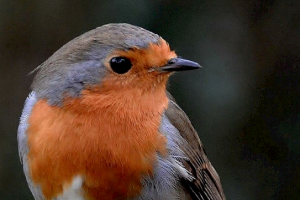 Robin