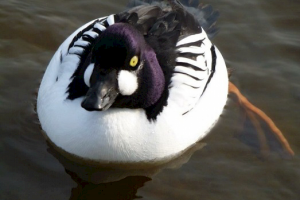 Goldeneye